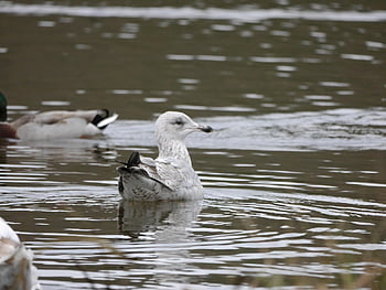 seagull, bird, animal, feathers, plumage, wildlife, nature, waterfowl, beak, lake, water