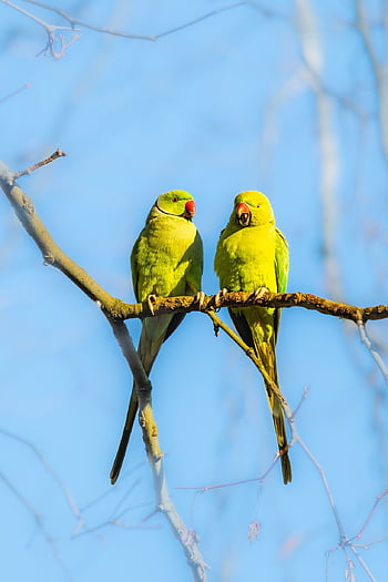 parakeet, bird, animal, feathers, plumage, wildlife, nature, parrot, ring-necked Parakeet, green Bird, beak