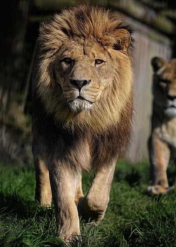 lion, barbary Lion, nature, north African Lion, berber Lion, atlas Lion, egyptian Lion, mammal, animal, predator, hunter