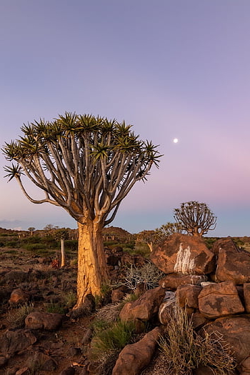 Quiver strom, západ slunce, namibie, Afrika, poušť, sahara, Příroda, písek, safari, suchý, národní park