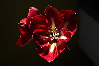 red, flowers, rose, roses, plant, bloom, flora, garden, petals, love, nature
