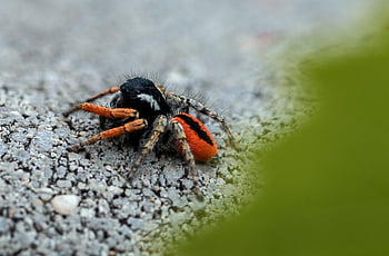 spider, macro, spiderweb, insect, arachnid, hairy, jumpers, tarantula, arachnophobia, phobia, little Ones
