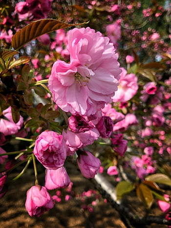 flowers, blossom, spring, beautiful Flowers, pink, summer, botanical, flower Background, flower Wallpaper, blooming, plant