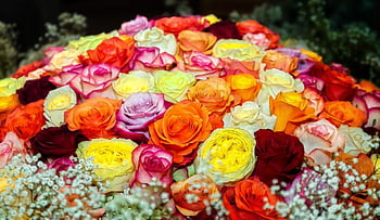 Rose, fiore, mazzo di rose, rosso, rosa, fiorire, carta da parati floreale, fioritura, bellissimi fiori, sfondo di fiori, romanza