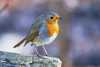 červenka, pták, pěvec, pozorování ptáků, fauna, peří, zobák, muscicapidae, erithacus rubecula