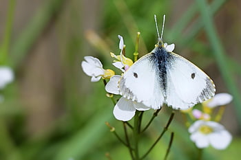 nature, garden Butterfly-the Aurora Butterfly, female, nectar, flower Background, sun, flower, close Up, wings Open, flower Wallpaper, beautiful Flowers