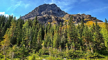 hora, Příroda, les, národní park banff, stromy, krajina, scenérie, letní, alberta, Kanada, hory