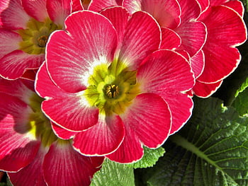 primrose, flower, plant, primula, pink Flower, petals, bloom, leaves, spring, garden, nature