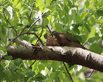 Holubice skvrnité, holubice, ptáků, streptopelia chinensis, Příroda, volně žijících živočichů, ptačí, ornitologie, poboček, korálkové holubice na krk, kufr