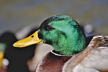 duck, nature, mallard, bird, water Bird, duck Bird, poultry, bill, wild Bird, plumage, animal