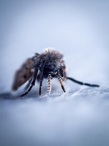 létat, hmyz, zvíře, fauna, portrét, Příroda, makro