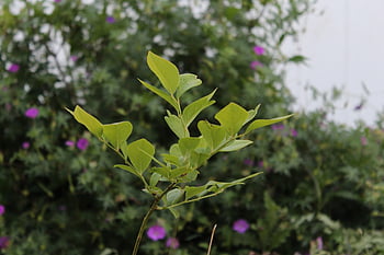 leaves, foliage, plant, bush, flowers, garden