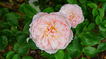 pink roses, full bloom, vibrant green leaves, selective focus, pink petaled flower, beautiful flowers, garden photography, floral photography, nature photography, rose garden, pink rose blooms