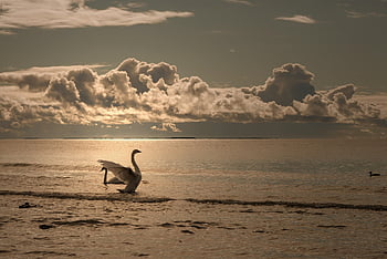 swan, bird, sea, waterfowl, water Bird, aquatic Bird, animal, scenic, ocean, nature, twilight
