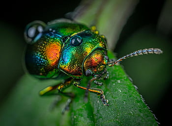 beetle, close-up, vibrant, jewel beetle, iridescent colors, green leaf, shiny, macro photography, insect, nature, wildlife