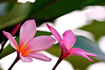 plumeria, flori, plantă, frangipani, roz flori, petale, a inflori, floare tapet, inflori, fundal de floare, floră
