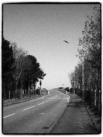 black and white, analog picture, city street, empty road, bird flying, overhead, trees lining, sides, black and white photo, analog photography, urban landscape