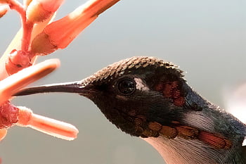 Cuba, cienaga de zapata, ape colibrì, uccello, volante, colibrì, mellisuga helenae, zunzuncito, animale, natura, Ali