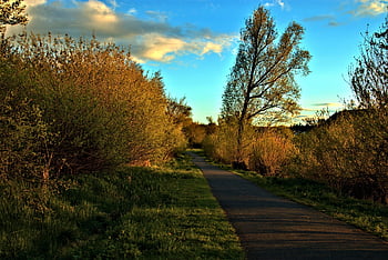 road, trees, sunset, evening Mood, path, plants, bushes, landscape, nature, mood, dusk