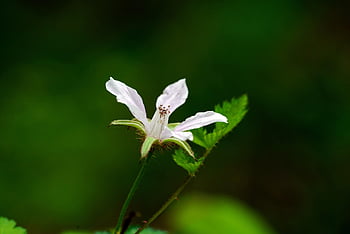 wildflower, mountain, valley, beauty, nature, abstract, life, beautiful Flowers, flower, flower Background, clean