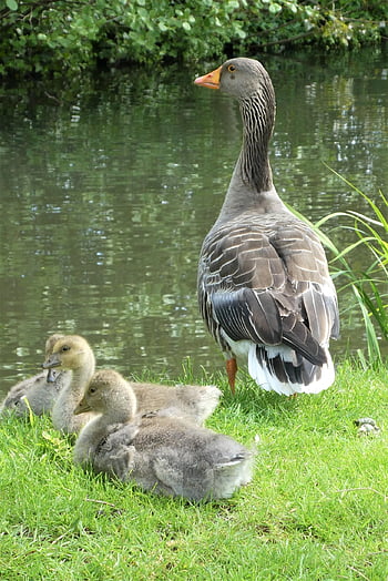 husy greylag, husy, řeka, jezero, kuřat, mladé husy, mláďata, jaro, ptáků, vodní ptáci, vodních ptáků