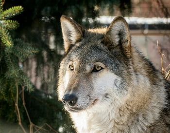 husky abu-abu, serigala, merapatkan, pengaturan alam, Fitur Regal, bulu tebal, margasatwa, di luar ruangan, hewan, alam, potret