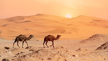 poušť, velbloud, velbloudi, slunce, Západ, východní, písečné duny, marocký, sahara, krajina, Afrika