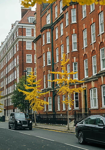 londra sokağı, sonbahar sahnesi, kırmızı tuğla mimarisi, canlı sarı yapraklar, klasik mimarlık, londra mimarisi, sonbahar yaprakları, Sokak fotoğrafçılığı, kentsel sahne, londra cityscape, sonbahar sezonu