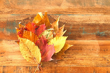 leaves, fall, autumn Leaves, tree, ostrich, bunch Of Flowers, leaf, autumnal, golden