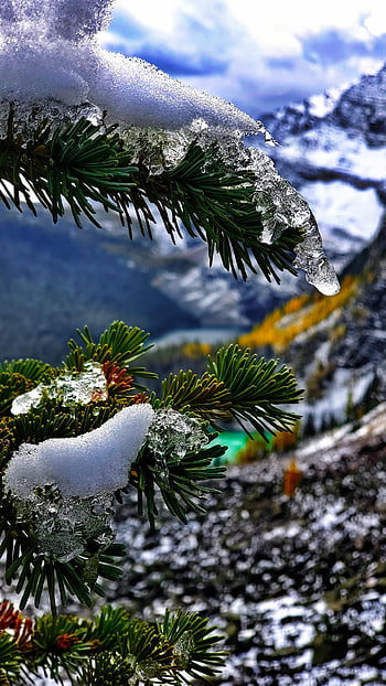 banff, zimní, mráz, hory, alberta, Kanada, Příroda, stromy, sníh, les, led
