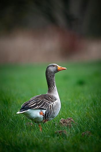 duck, bird, grass, nature, wildlife, animal, wilderness, fauna, wild, animal World, spring
