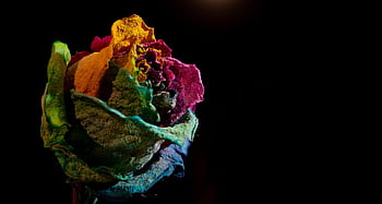 rose, flower, dry Flower, petals, painted, dried Flower, closeup, roses, nature, plant, colour