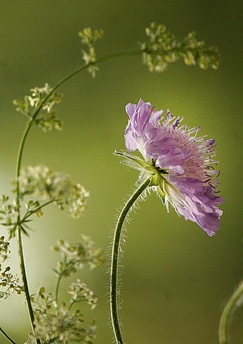 kwiat, kwiatowa tapeta, zioła, łąka, trawa, wiosna, lato, Zielony, Natura, kwiaty, flora
