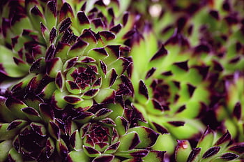 succulente, Radice di pietra, giardino roccioso, piante, Semprevivo, giardino, pianta a foglia spessa, rosone, natura, flora, pianta da radice