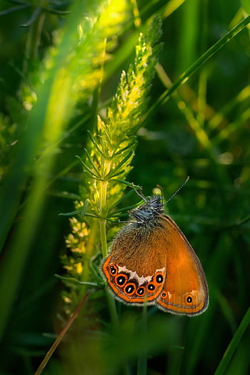 vzácný vřes, hrdina coenonymphy, motýl, motýlí křídla, okřídlený hmyz, hmyz, lepidoptera, entomologie, fauna, živočišného světa, Příroda