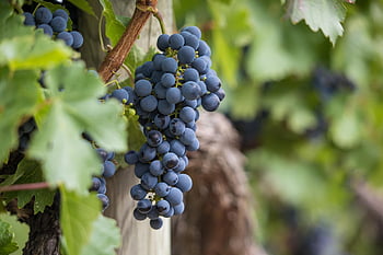 winogrona, winorośle, winnica, owoc, organiczny, Produkować, żniwa, uprawa winorośli, uprawa wina, Rebstock, uprawa