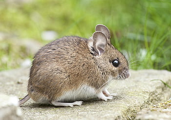 wood mouse, brown fur, button eyes, long whiskers, sitting on rock, outdoors, adorable animal, brown and white, land animal, cute mouse, nature scene