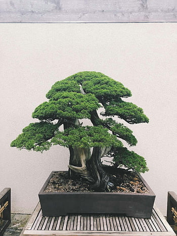 bonsai strom, keramický hrnec, složitý design, Přírodní krásy, hrnkové rostliny, vnitřní bonsai, miniaturní strom, zelené listy, dekorativní rostlina, Bonsai Art, strom v hrnci