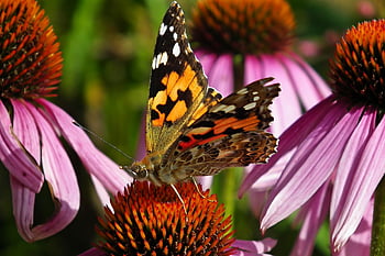 insect, pollination, butterfly, colorful, flowers, summer, garden, echinacea, pink, nature