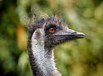 uccello, emu, volare, aviaria, ornitologia, piume, becco, collo, natura, animale