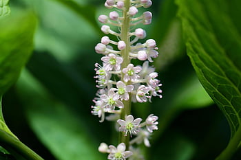 ασιατικό pokeweed, όμορφα λουλούδια, Ινδικό Pokeweed, κινεζικός, άνθηση, φόντο λουλουδιών, λουλούδι, σχέδια, λουλούδι ταπετσαρία, φύση, μπουμπούκια