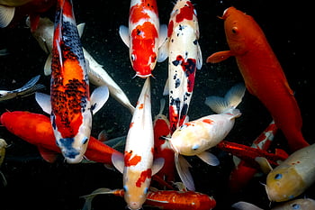 colorful carps, swimming, pond, koi fish, tranquil, colorful koi, fish, water, aquatic, nature, wildlife