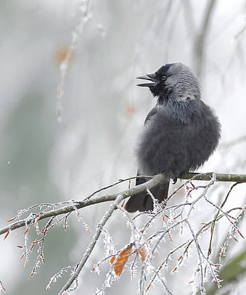 burung, gagak barat, gagak, bertengger, bulu burung, bulu, tagihan, ilmu burung, jenis, fauna, hewan