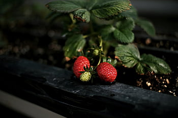 strawberries, red berries, garden, close-up, vibrant strawberries, natural freshness, growth, fresh produce, fruit photography, berry plants, strawberry plants