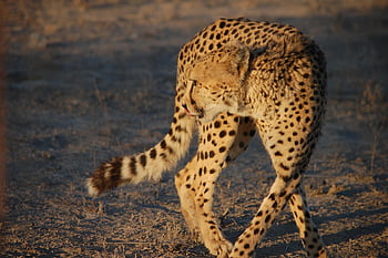 ghepardo, predatore, animali, animale domestico, natura, safari, Africa, gatto, animale