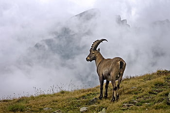 alpský kozorožec, zvíře, kozorožec, capra ibex, mladý muž, divoká zvířata, savec, rohy, hora, Příroda, Alpy