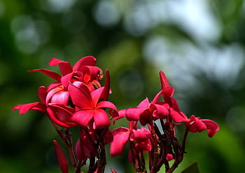 floare, frangipani, flori frumoase, plumeria, floare tapet, floră, a inflori, fundal de floare, inflori, botanică, natură