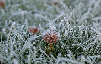 lawn, frozen, winter, frost, grass, mushroom, nature, icy, hoarfrost, wintry, ice Crystals