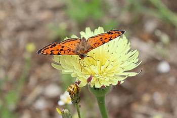 skvrnitý Fritillary, motýl, hmyz, květ, krmení, zahrada, jaro, fauna, flóra, Melitaea didyma, opylování
