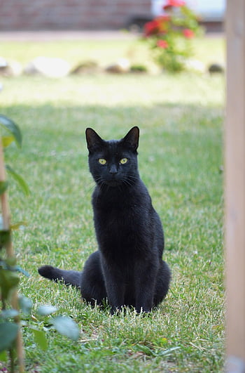 animal, cat, mammal, domestic Animal, whiskers, domestic Cat, pet, wildlife, black Cat, nature, eyes